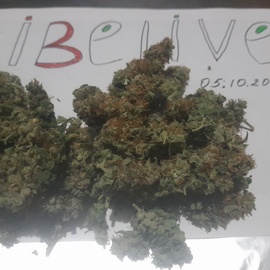 メ Шишки Critical Kush fem [iBelive grow]メ