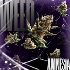 Шишки Amnesia  [iBelive grow]