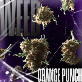 メ Шишки Orange Punch [iBelive grow] メ Товара нет в наличии!