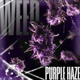 Шишки Purple Haze  [iBelive grow]