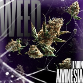 Шишки Amnesia Lemon  [iBelive grow]