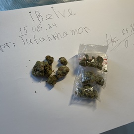Шишки Tutankhamon [iBelive Grow]